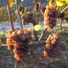 Automne en Valais