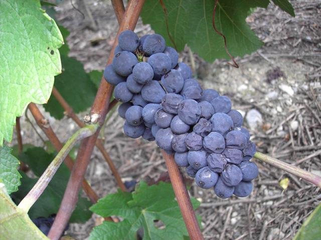 Vendanges