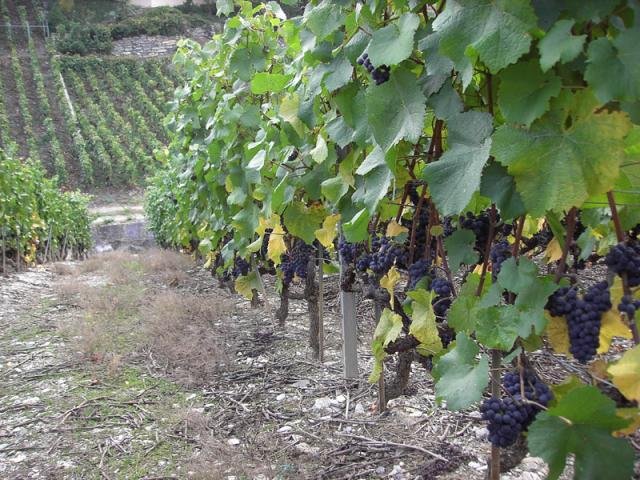 Vendanges