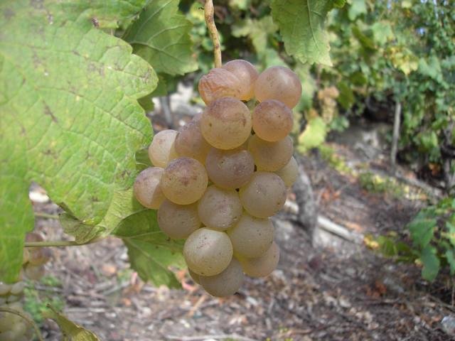 Vendanges