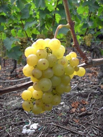 Vendanges