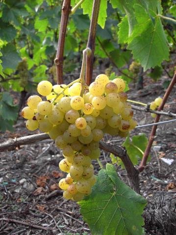 Vendanges