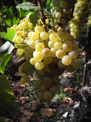 Vendanges